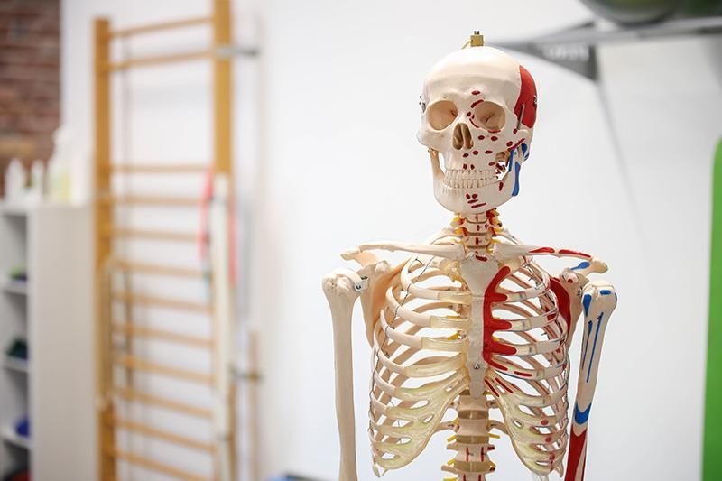 In einem Raum steht ein Skelett mit aufgemalten Muskeln.
