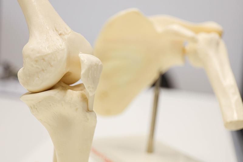 Eine Nahaufnahme eines Modells eines Knie- und Schultergelenks.
