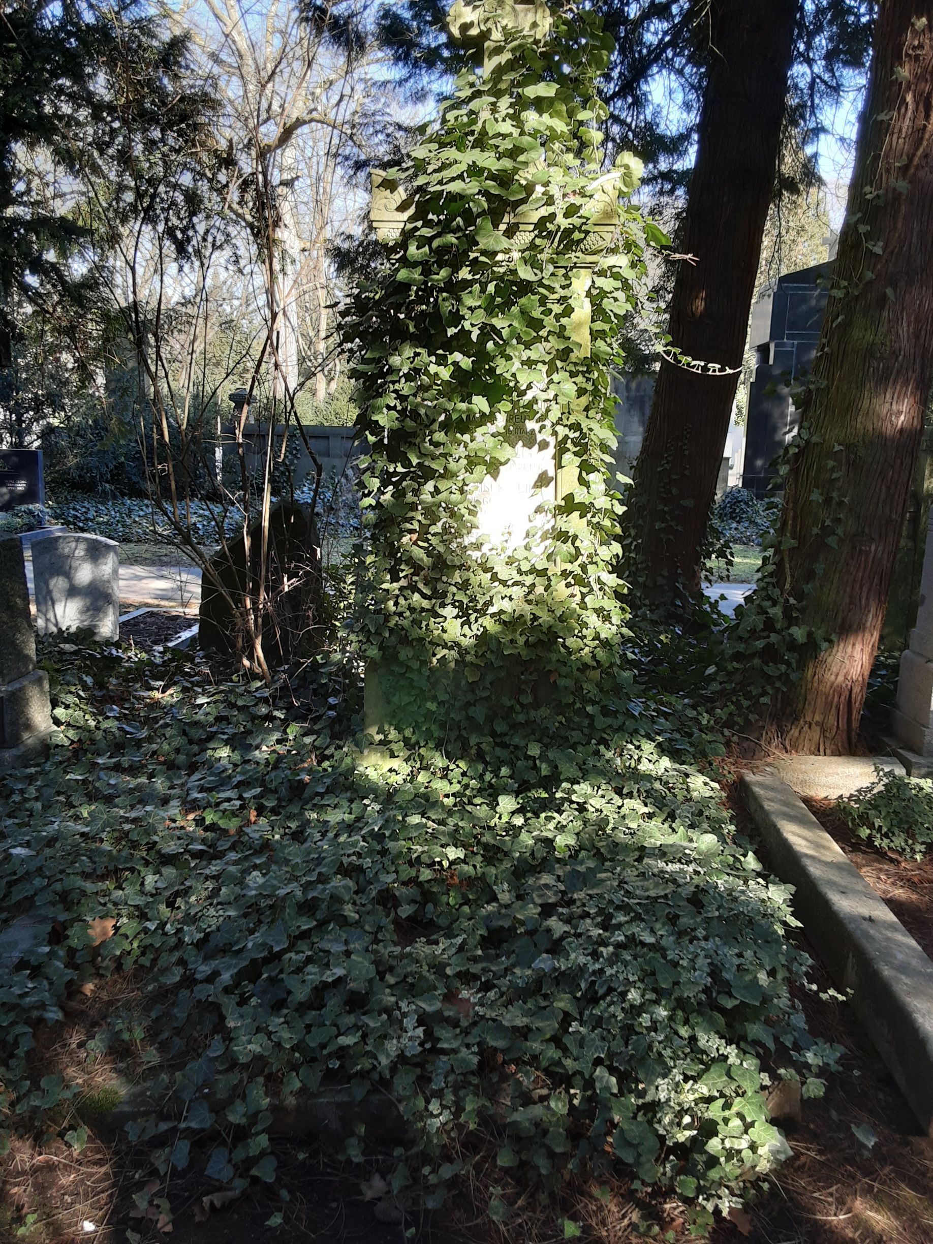 Ein mit Efeu bewachsenes Grab mit einem Grabstein in sonniger Friedhofslage.