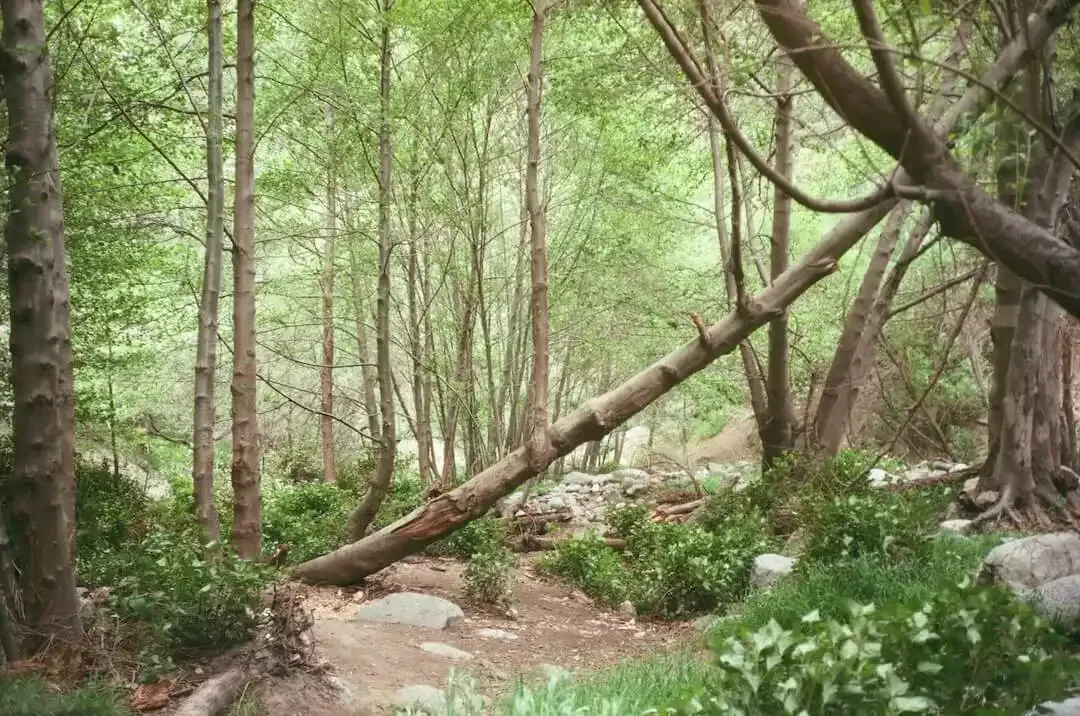 Árbol caído