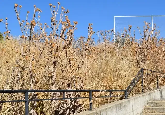 Cardos en descampado