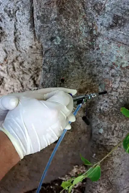 Inyección de endoterapia al árbol