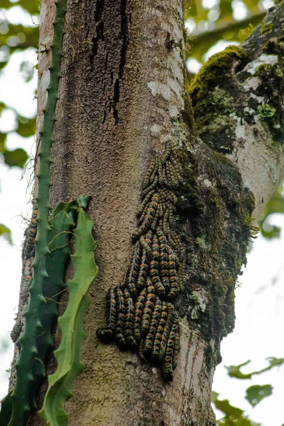 Plaga de procesionaria en árbol