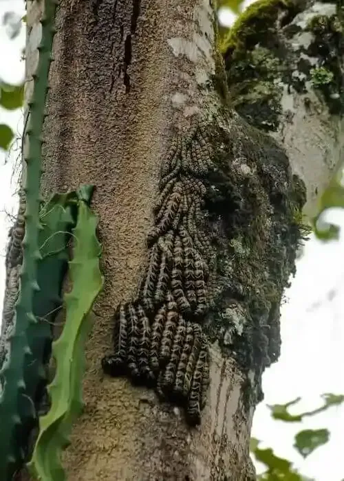 Plaga de procesionaria en árbol