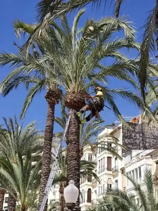 Poda de palmera en Murcia