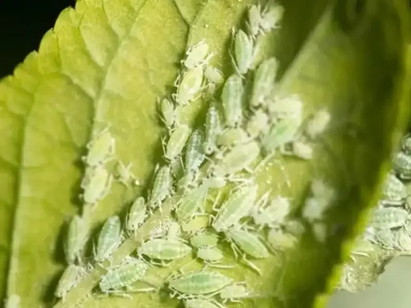 Planta infectada de pulgón en Murcia
