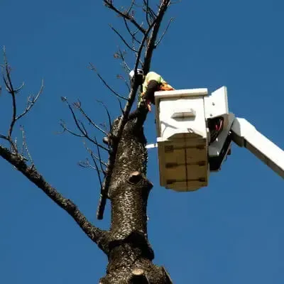 Tala de árbol en elevador
