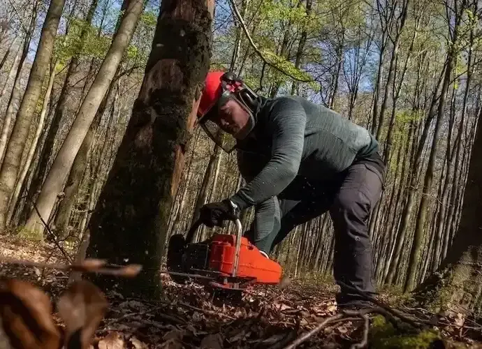 Tala de árbol por la base