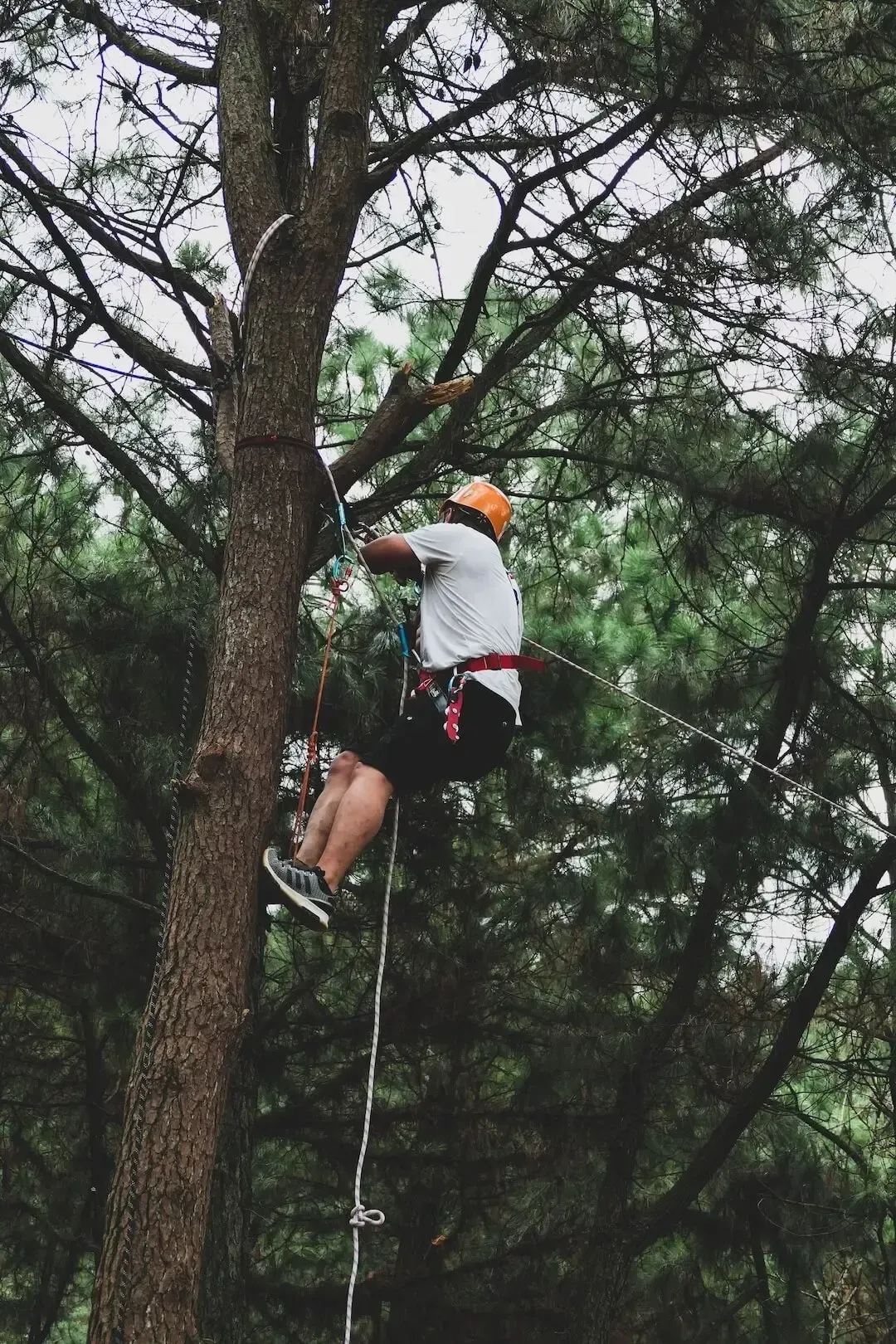 Hombre escalando árbol para podar