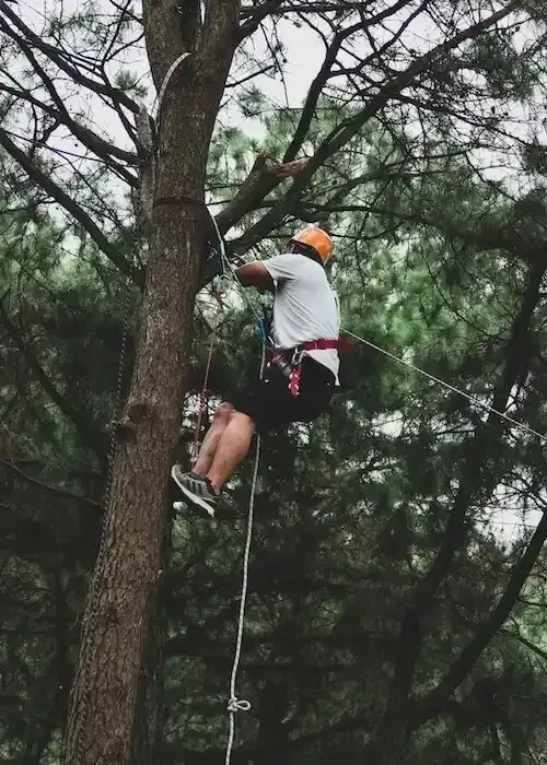 Hombre escalando árbol para podar