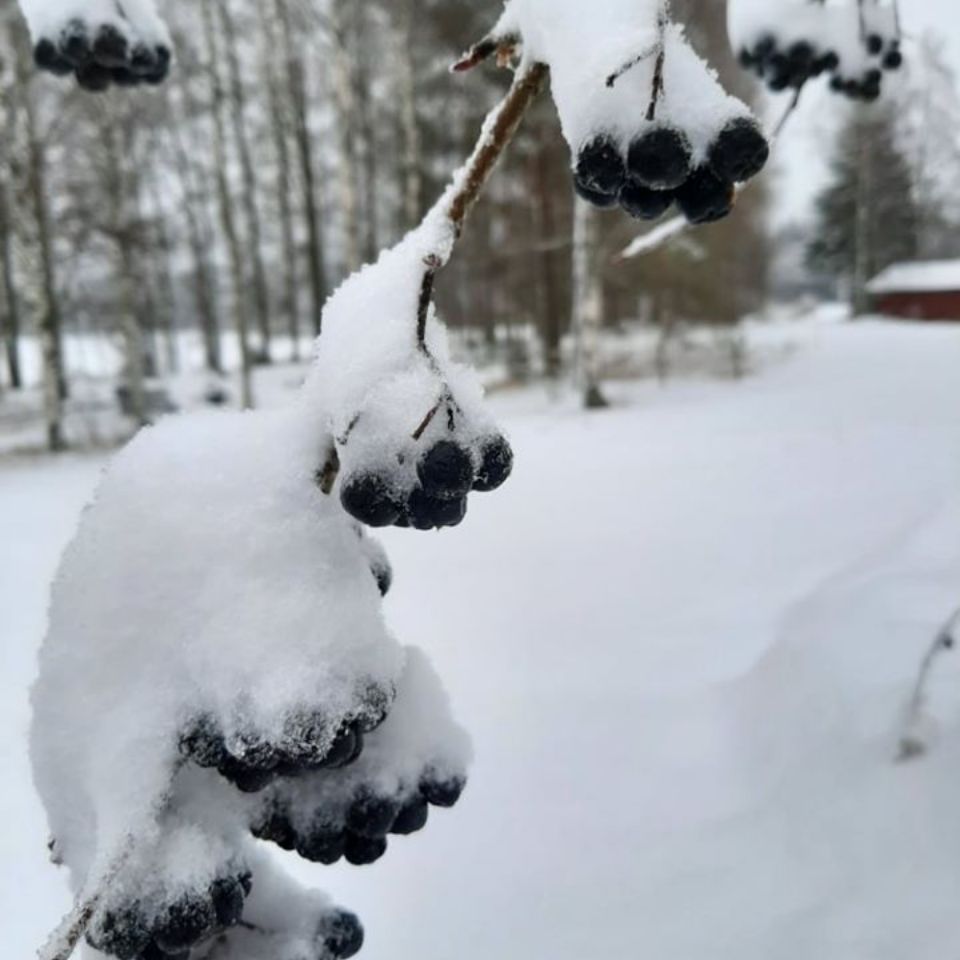 Kukkasmäki Ari Pekka