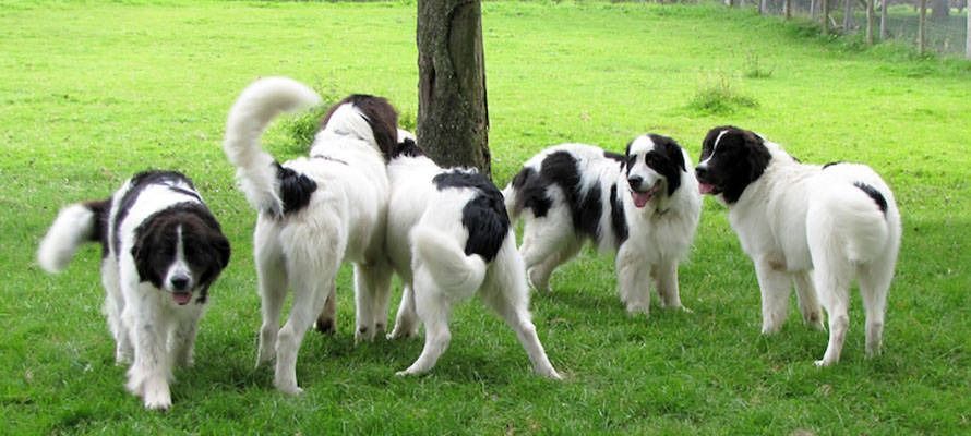 Sechs schwarz-weisse Hunde versammeln sich auf einer Rasenfläche in der Nähe eines Baumes. Ein Hund schaut in die Kamera, die anderen schnüffeln und spielen.