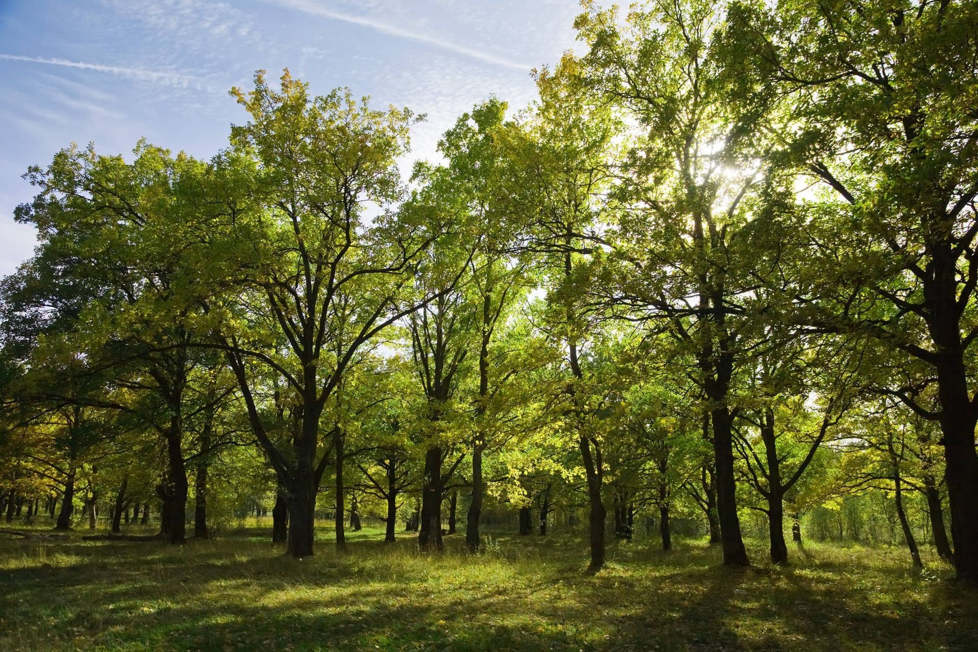 Sonnenlicht strömt durch grüne und gelbe Bäume in einem Wald.