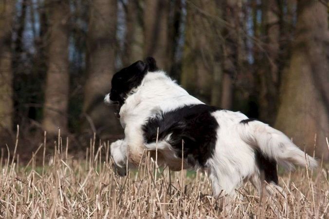 Ein schwarz-weisser Hund springt durch hohes Gras vor einem verschwommenen Waldhintergrund.