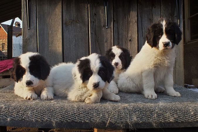 Vier flauschige schwarz-weisse Welpen ruhen auf einer strukturierten Oberfläche vor einem verwitterten Holzhintergrund.