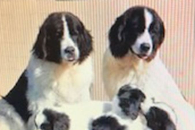 Zwei schwarz-weisse Neufundländer mit Welpen posieren im Freien.