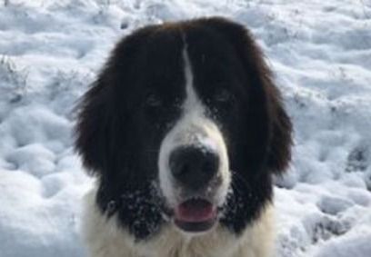 Großer, schwarz-weisser Hund mit schneeweissem Gesicht und Fell, der im Schnee steht.