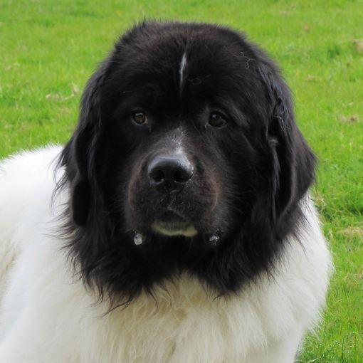 Schwarzer und weisser Neufundländer mit konzentriertem Blick auf einen grünen Grashintergrund.
