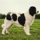 Ein schwarz-weisser Landseer-Neufundländer steht auf einer grasbewachsenen Wiese.