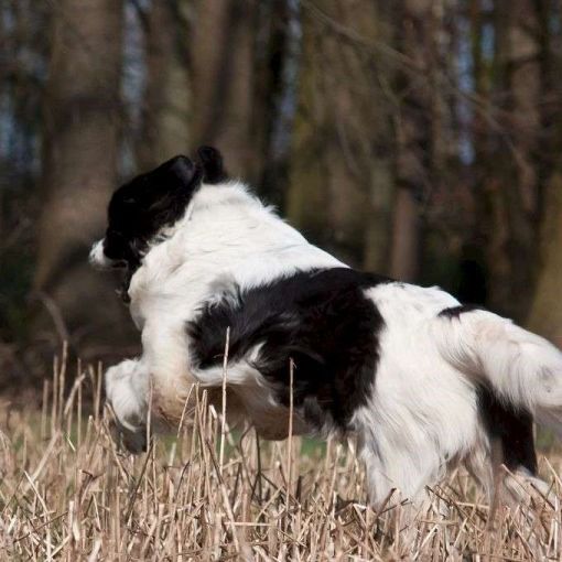 Schwarzer und weisser Hund springt durch trockenes Gras.