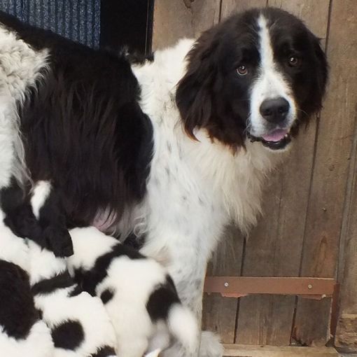 Ein schwarz-weisser Landseer steht an einer Holztür und schaut in die Kamera. Welpen säugen in der Nähe.