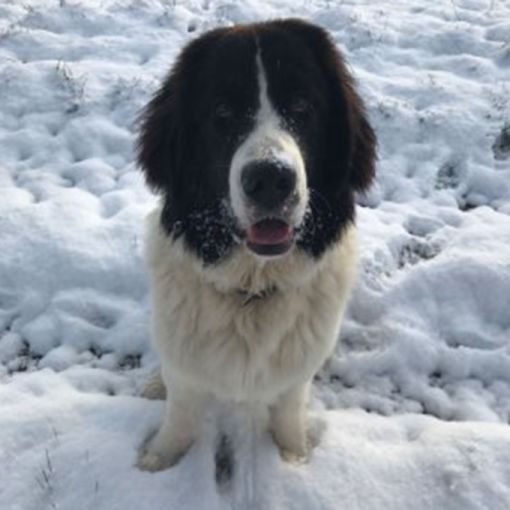 Ein schwarz-weisser Neufundländer sitzt im Schnee und schaut mit herausgestreckter Zunge in die Kamera.