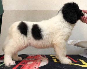 Neufundländerwelpe mit schwarz-weissen Flecken. Stehende Profilansicht.