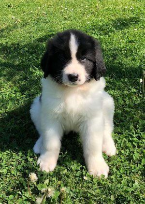 Ein schwarz-weisser Welpe sitzt auf grünem Gras und blickt aufmerksam nach vorn.