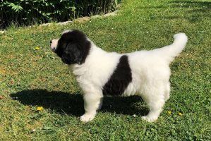 Flauschiger schwarz-weisser Welpe steht auf einer Wiese und schaut nach oben.