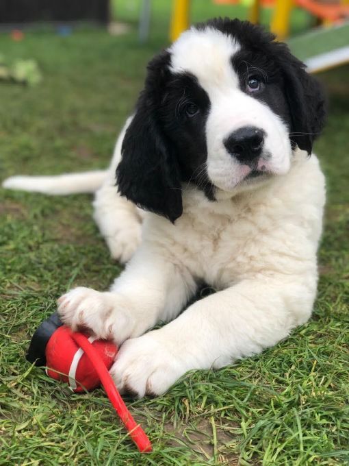 Flauschiger schwarz-weisser Welpe liegt im Gras und hält ein rotes Spielzeug.