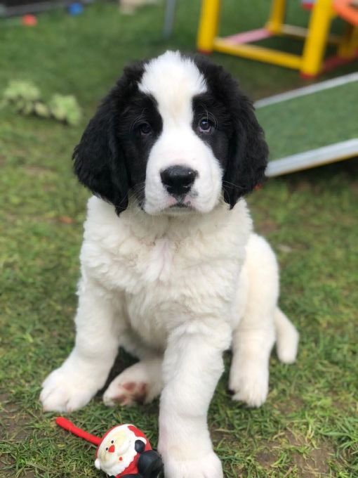 Ein flauschiger, schwarz-weisser Landseer-Welpe sitzt im Gras und schaut nach vorn; ein Spielzeug liegt in der Nähe.