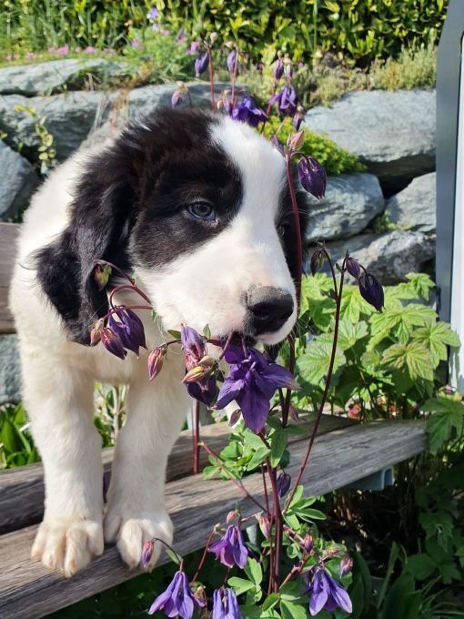 Ein flauschiger schwarz-weisser Welpe kaut im Freien auf einer Holzbank an lila Blüten.