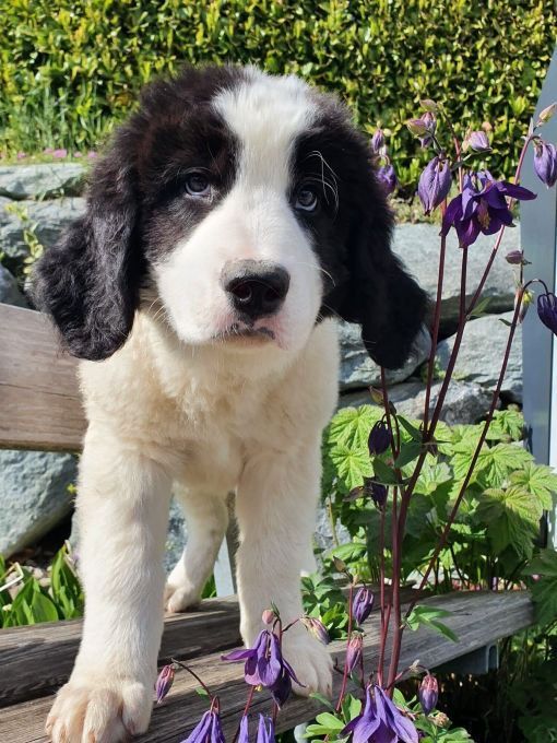 Flauschiger, schwarz-weisser Welpe mit blauen Augen steht auf einer Bank neben lila Blumen.