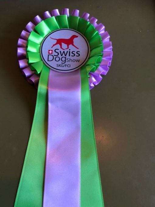 Rosette einer Hundeausstellung mit grünen, violetten und lavendelfarbenen Bändern und dem Logo „Swiss Dog Show“.