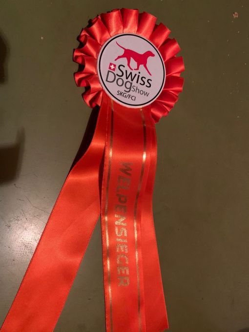Rote Schleifenrosette der Schweizer Hundeausstellung, goldener Schriftzug „WELPEN SIEGER“ und Hundesilhouette auf dem Abzeichen.