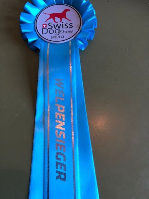 Blaues Band von der Schweizer Hundeausstellung, beschriftet mit „WELPENSIEGER“ und einer Hundesilhouette.