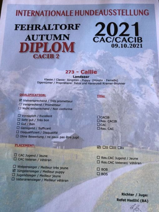 Ein Hundeausstellungsdiplom aus Fehraltorf, Schweiz, Herbst 2021, mit dem Hundenamen 