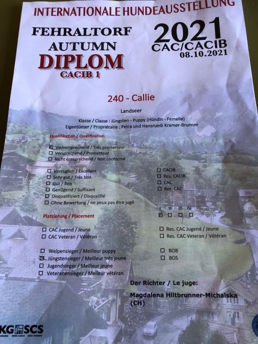 Urkunde von der Internationalen Hundeausstellung „Fehraltorf Herbst 2021“ mit einem Hund namens Callie.