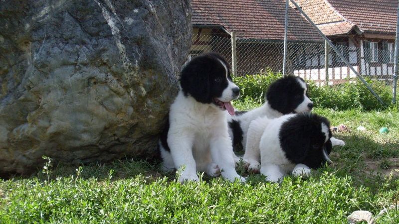 Drei schwarz-weisse Neufundländerwelpen im grünen Gras neben einem grossen Felsen, die nach rechts schauen.
