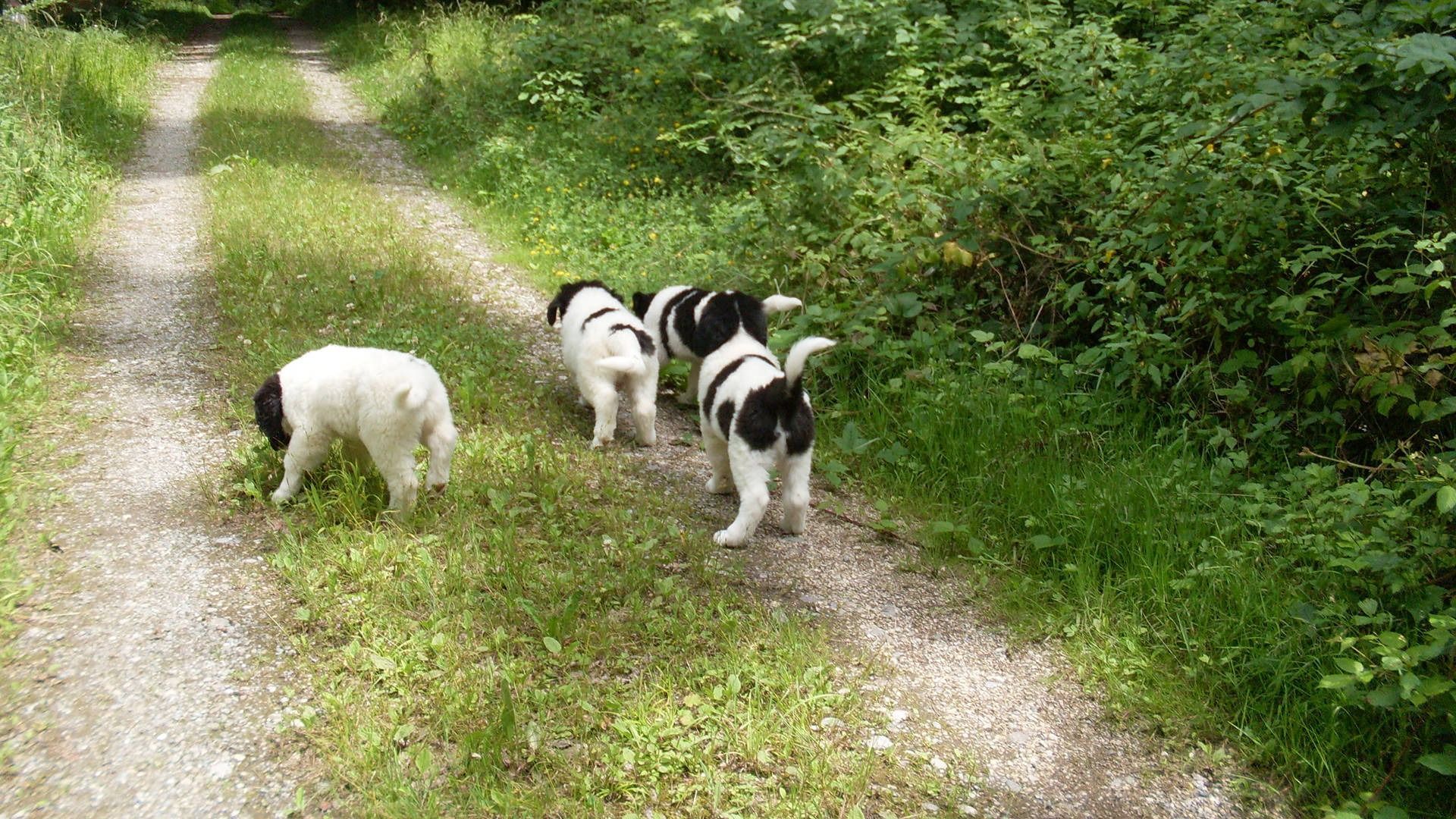 Vier schwarz-weisse Welpen laufen auf einem Kiesweg in einem Waldgebiet.