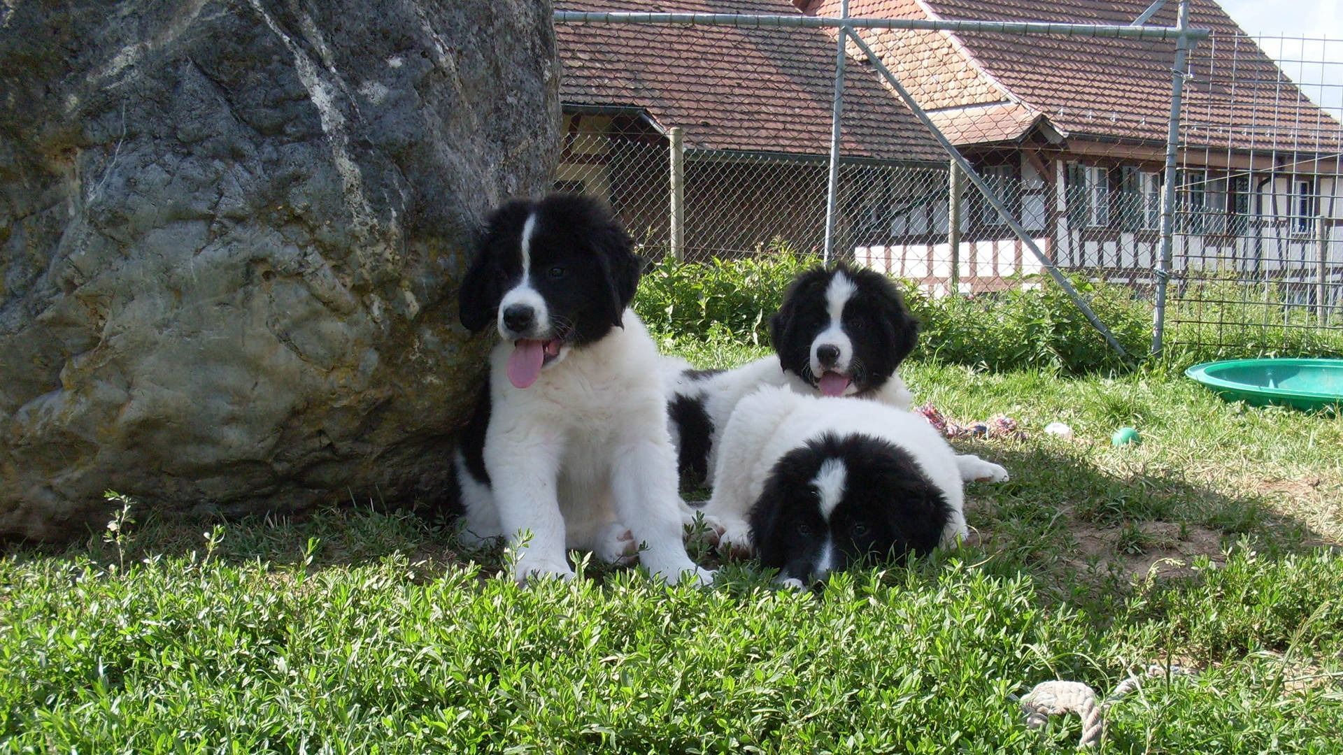 Drei schwarz-weisse Landseer-Welpen ruhen im Gras, in der Nähe eines Felsens und eines Gebäudes.
