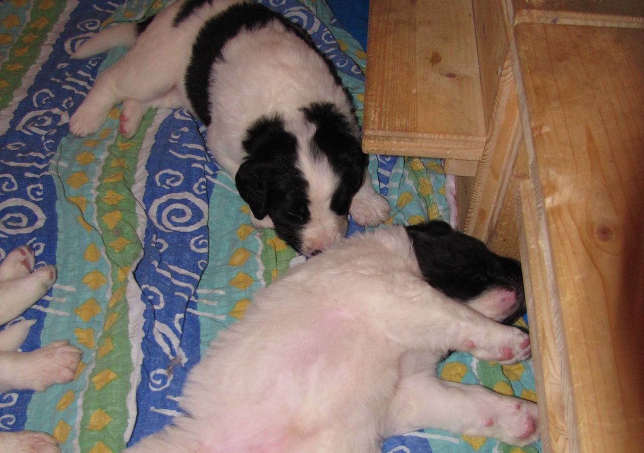 Zwei schwarz-weisse Welpen ruhen auf einer blau-grün gestreiften Decke in der Nähe eines Holzgebäudes.
