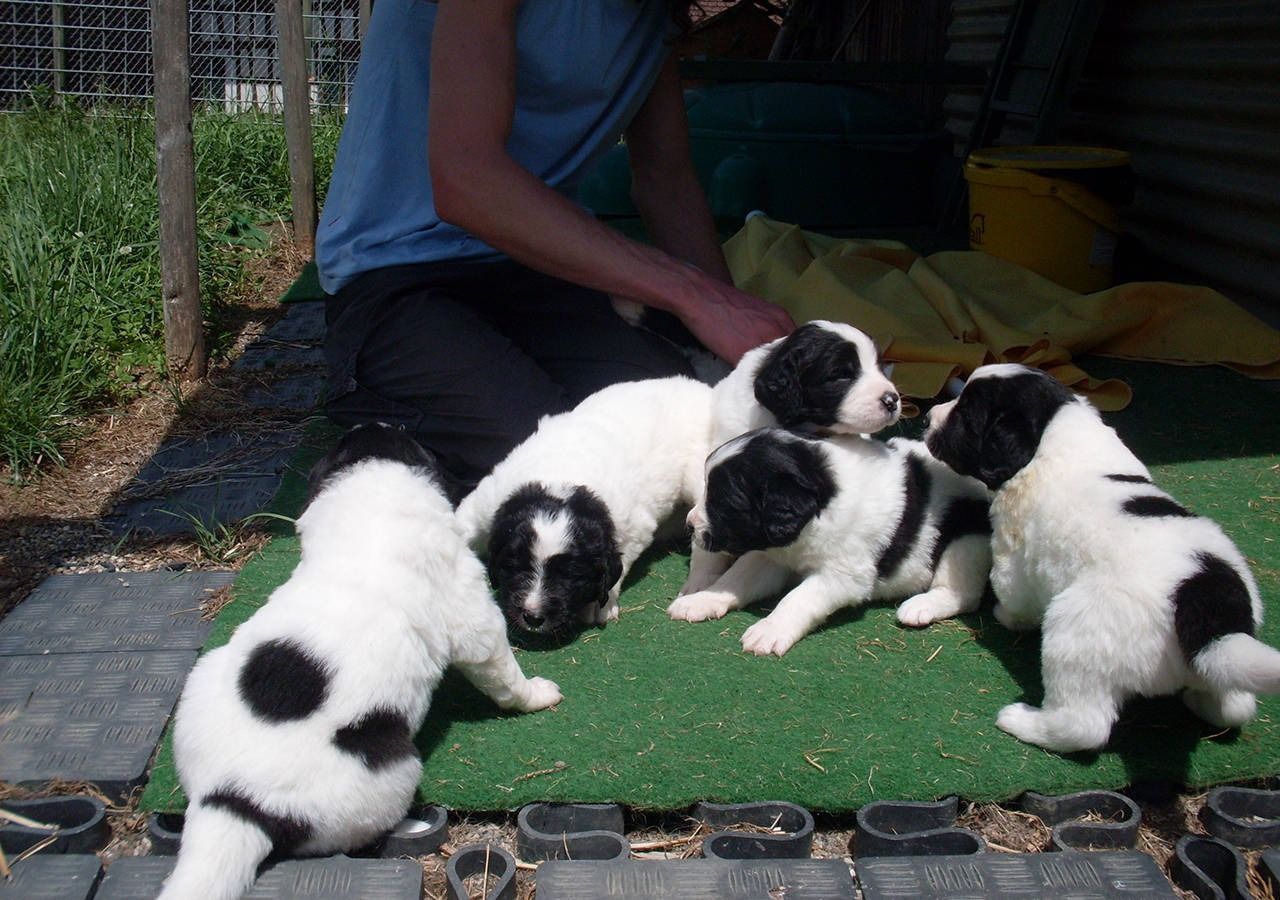 Fünf schwarz-weisse Welpen kauerten auf grünem Rasen um eine Person.
