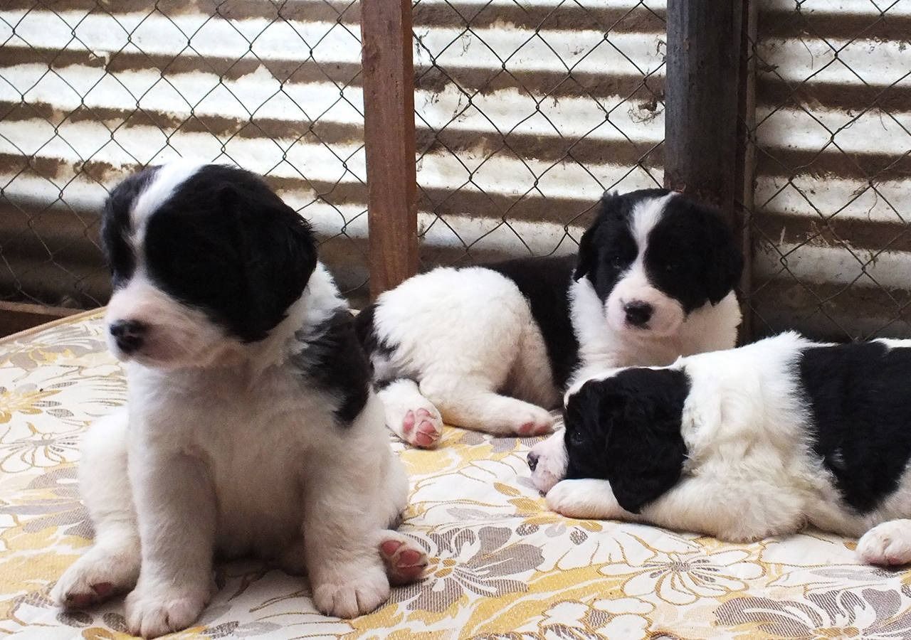 Drei schwarz-weisse Welpen auf einem geblümten Untergrund. Einer sitzt, zwei liegen an einem Drahtzaun.