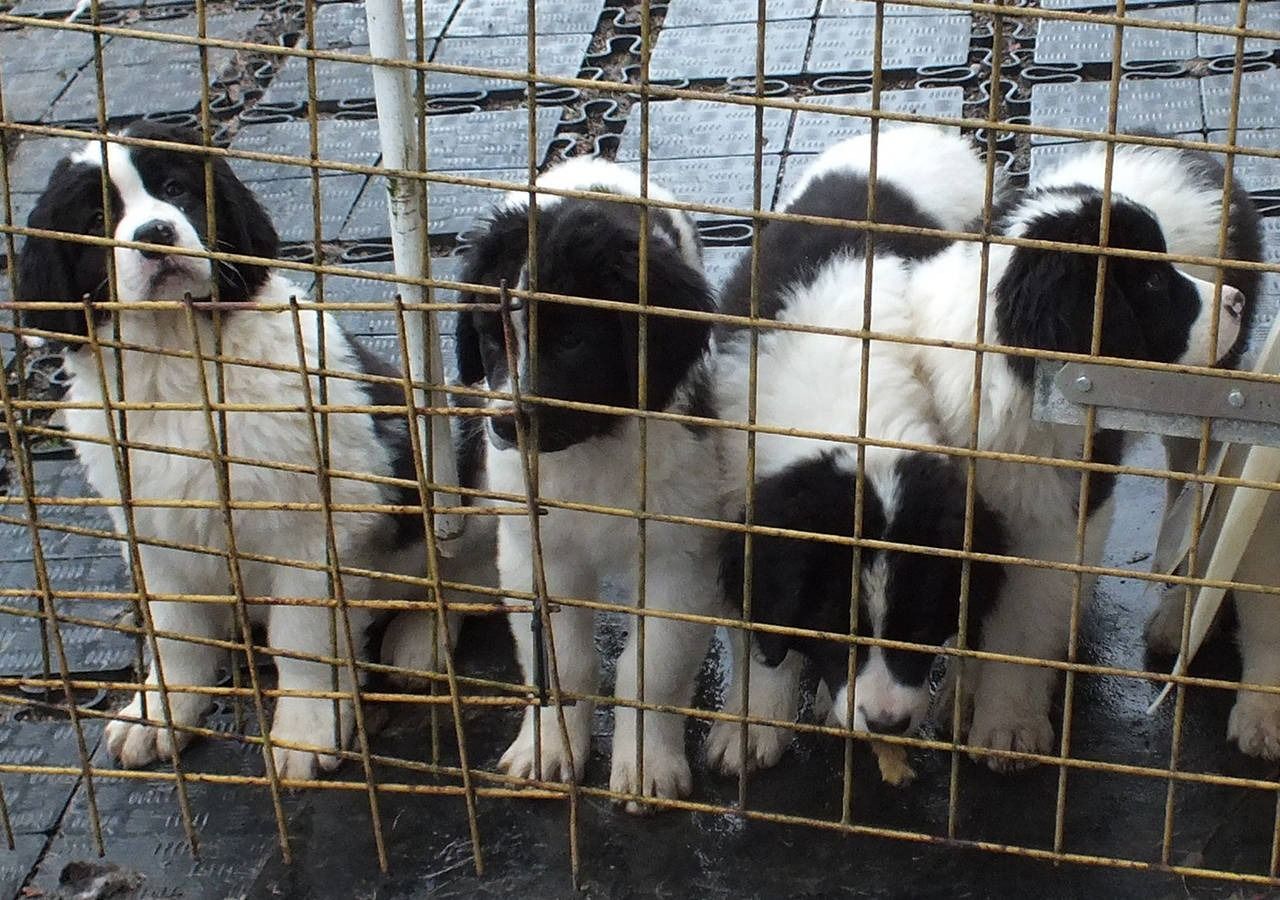 Vier schwarz-weisse Welpen hinter einem Drahtzaun, die den Betrachter anschauen.