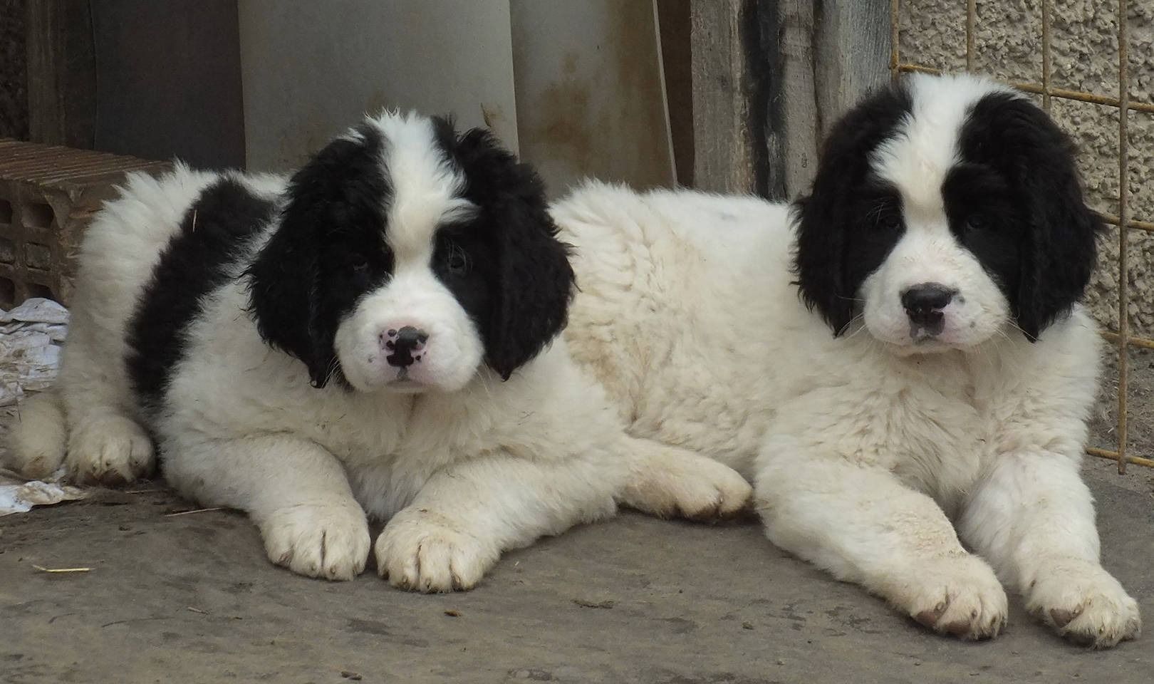 Zwei schwarz-weisse Neufundländerwelpen liegen zusammen und blicken nach vorn.