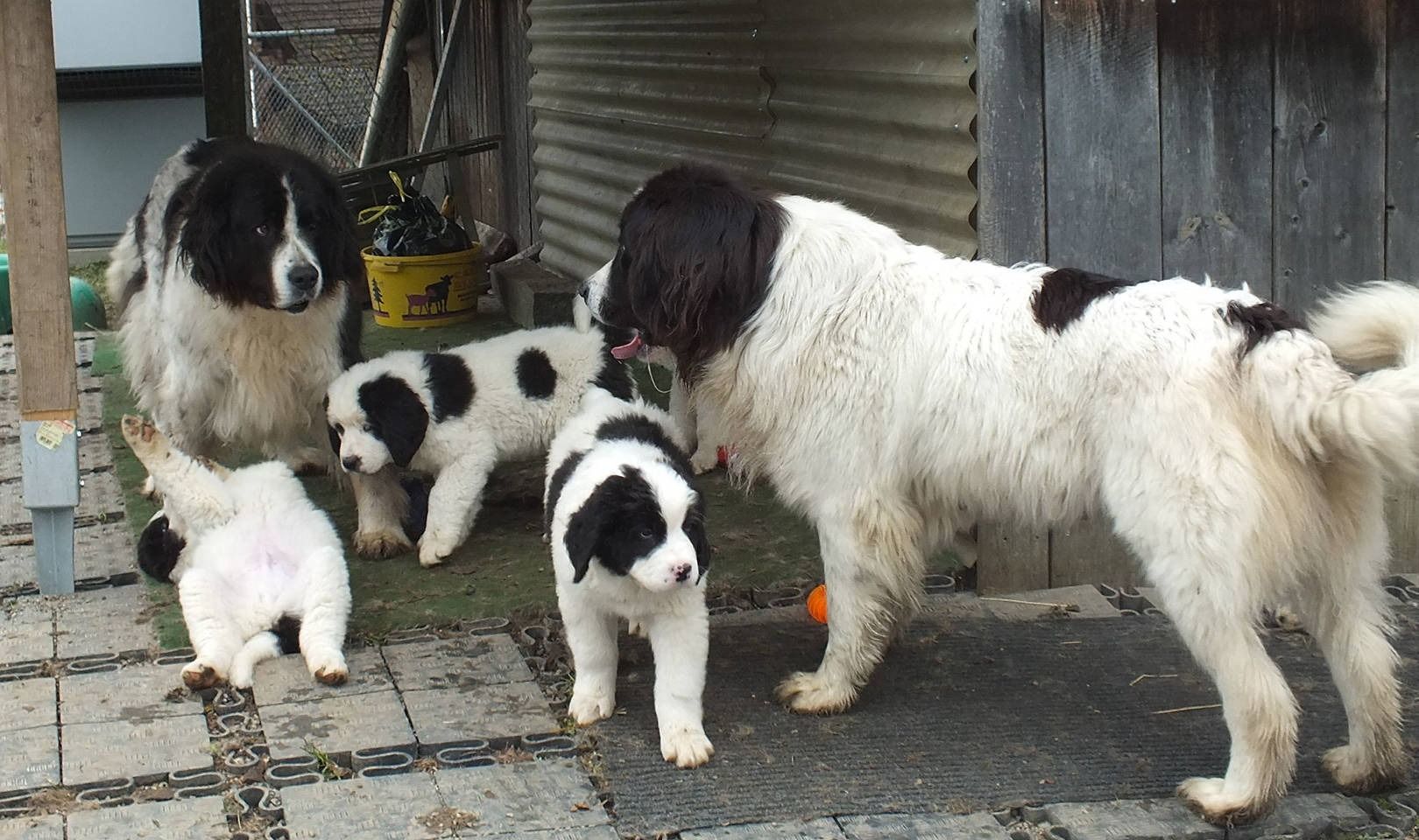 Fünf schwarz-weisse Neufundländer; ein grosser, ausgewachsener Hund mit Welpen. Sie befinden sich in der Nähe eines Gebäudes.