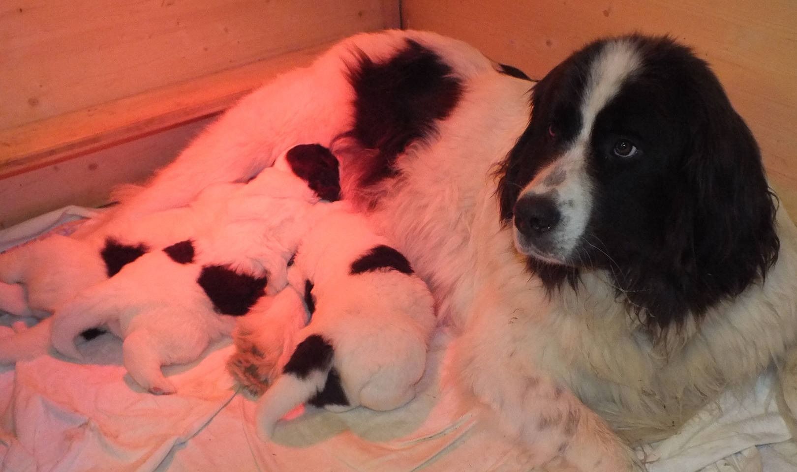 Ein Landseer-Hund säugt seine Welpen, die meist weiss mit schwarzen Flecken sind, die in einer Holzkiste liegen und wachsam blicken.