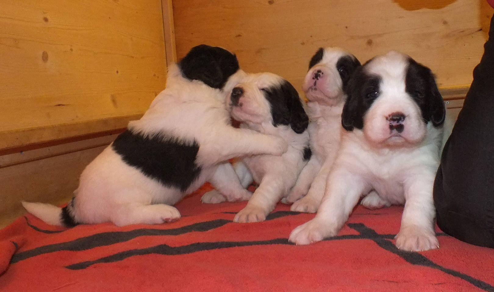 Vier schwarz-weisse Welpen kuschelten sich auf einer roten Decke zusammen. Ein Welpe umarmte spielerisch einen anderen.