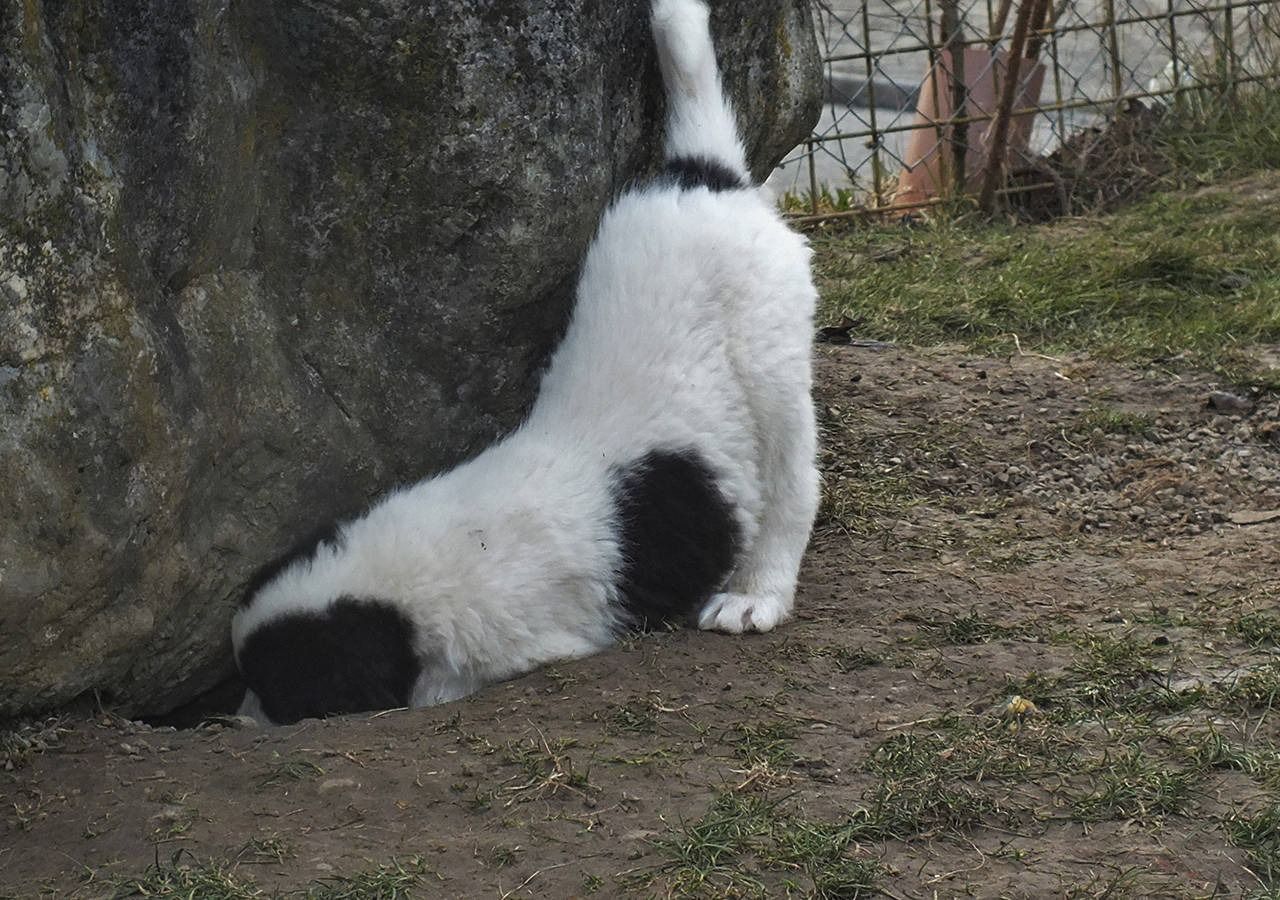 Ein weiss-schwarzer Hund buddelt mit erhobenem Schwanz neben einem grossen Stein in der Erde.
